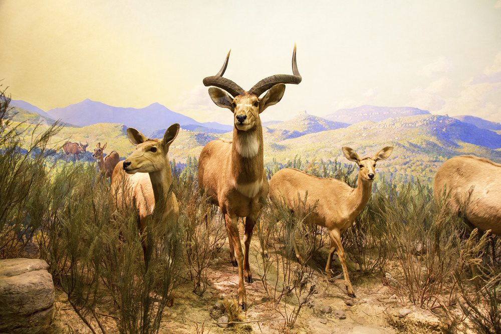 American Museum of Natural History 4
