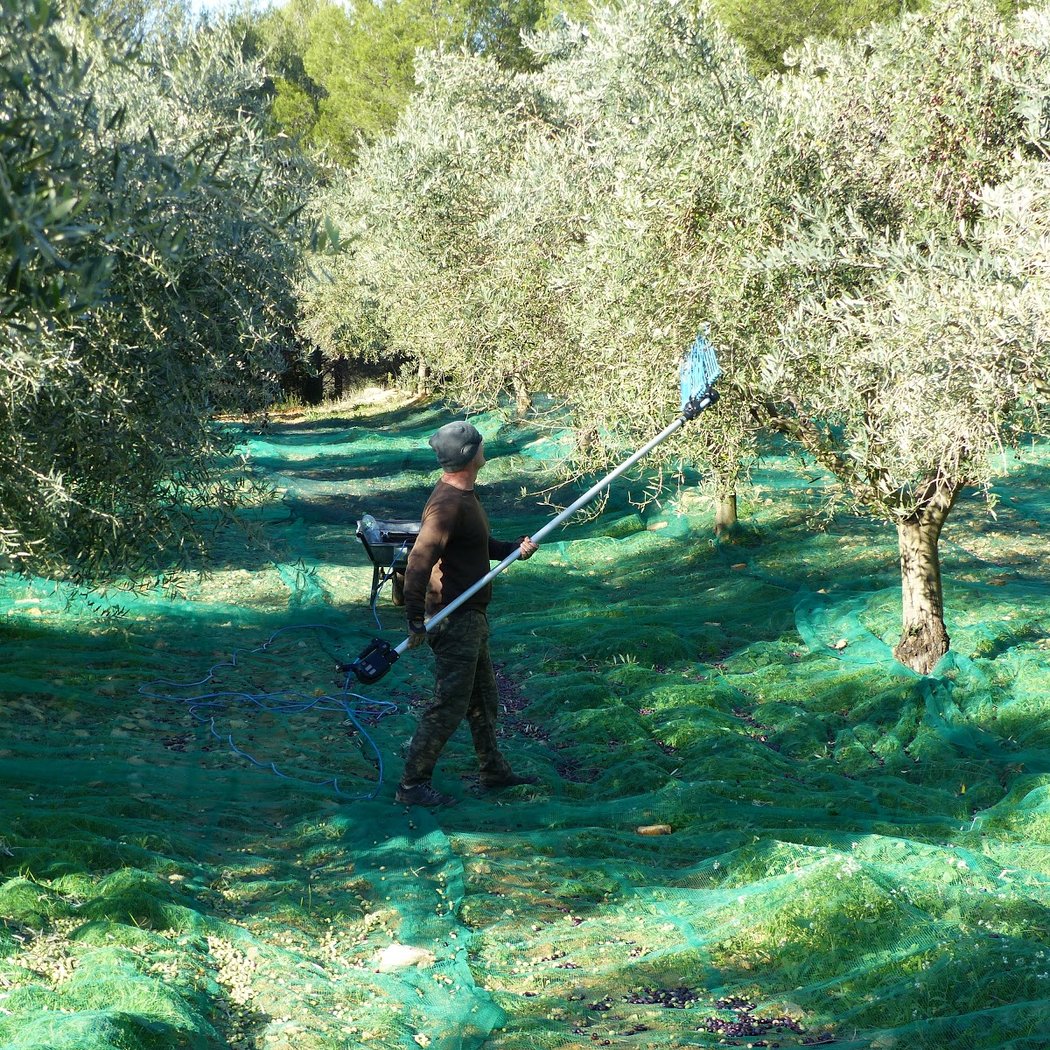 Domaine L'OLIVADE - Vente directe huile d'olive - Vente directe d'amandes 3