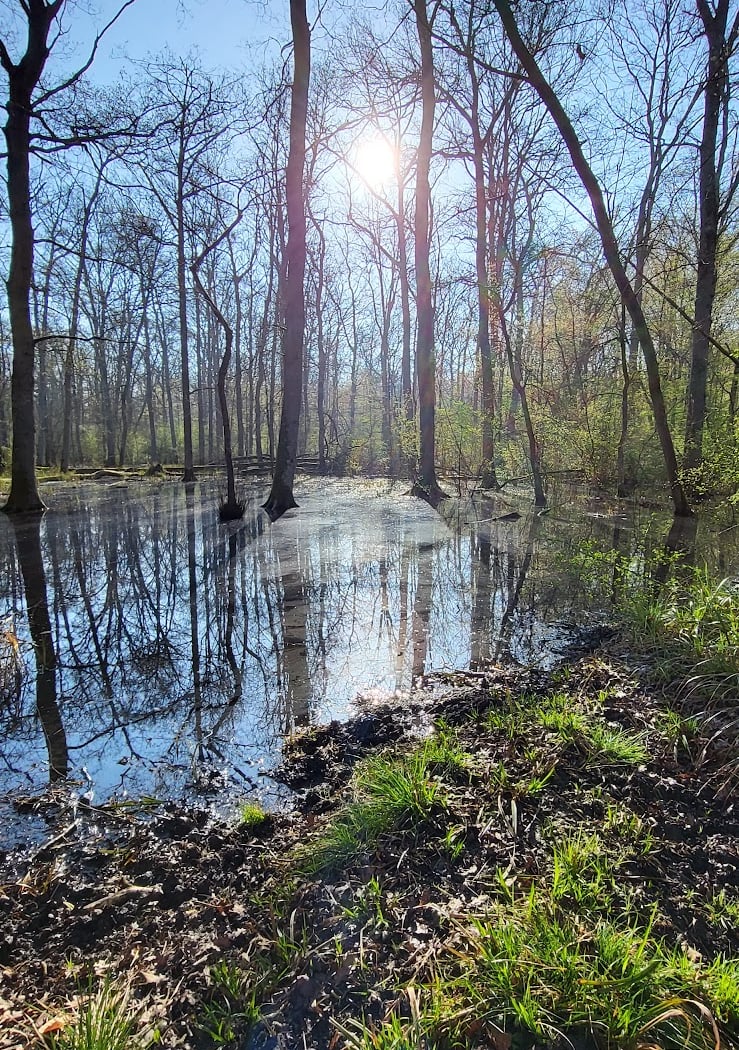 Forêt de Compiègne 3