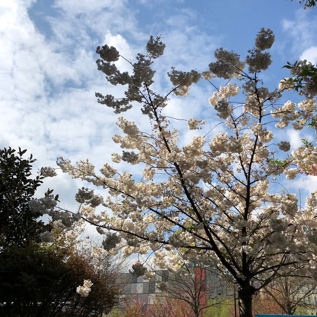 Parc du Temps des Cerises 1