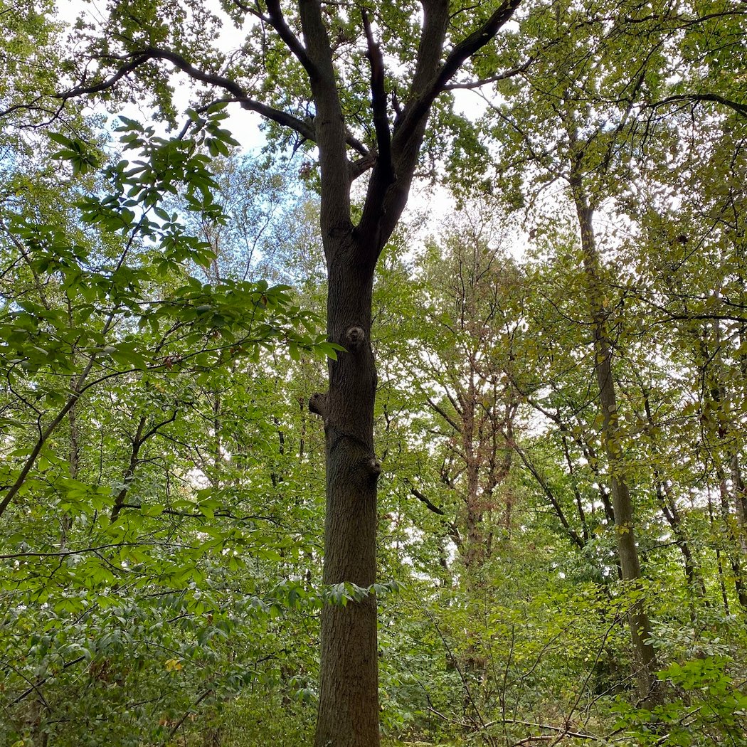 Bois des Éboulures 4