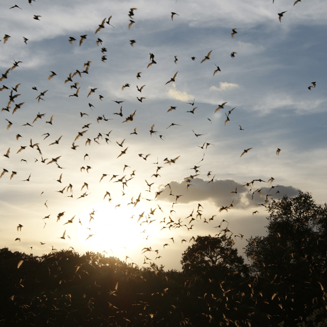 Bat Fest