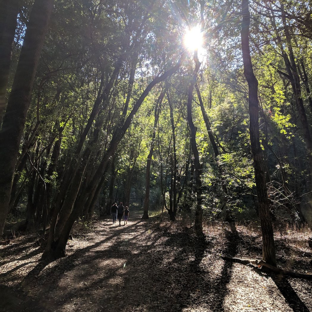 Dwarf Oak Trail Trailhead (Mount Burdell) 2