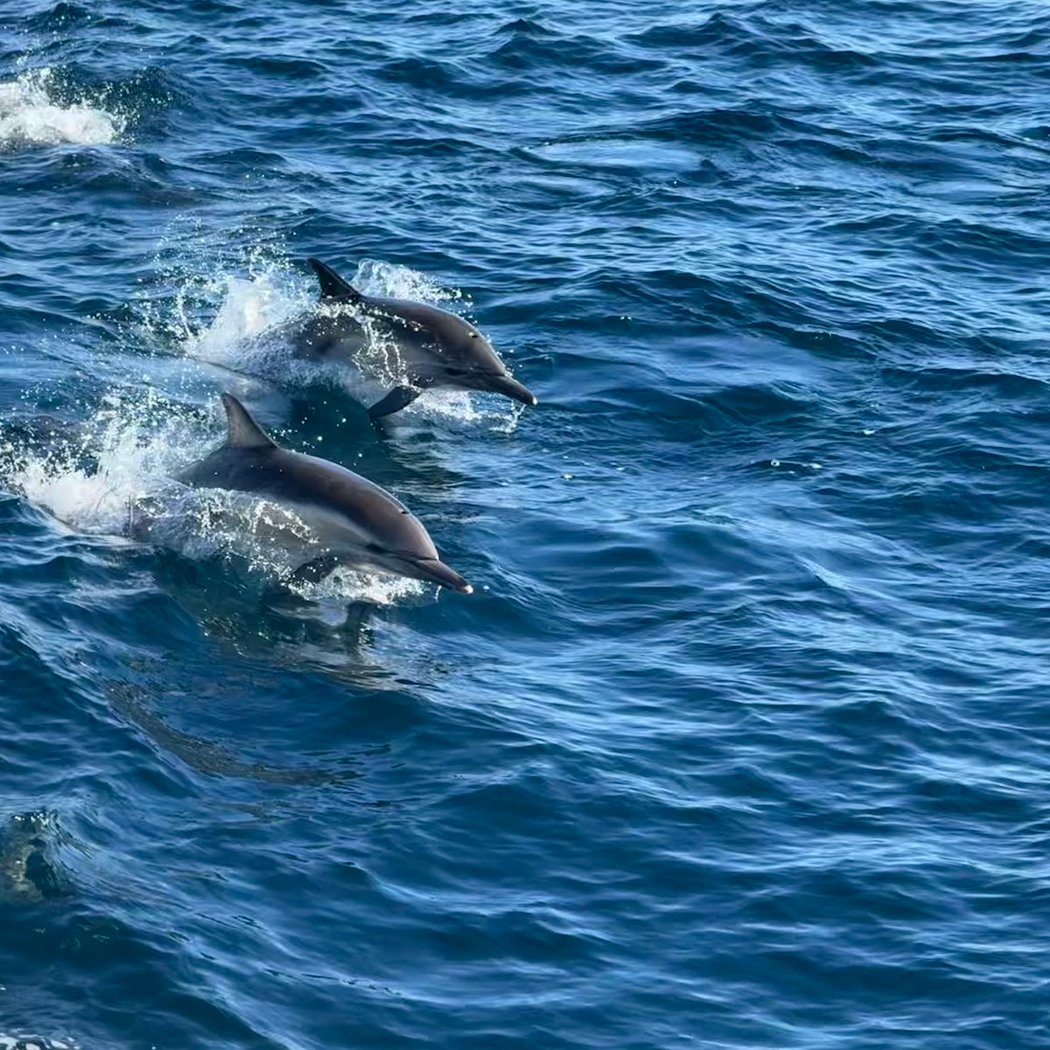 Island Packers Cruises 1