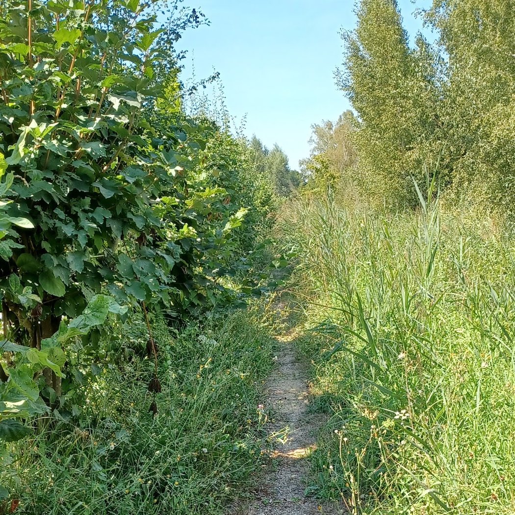 Randonnée "Le Grand Marais de Liesse" 2
