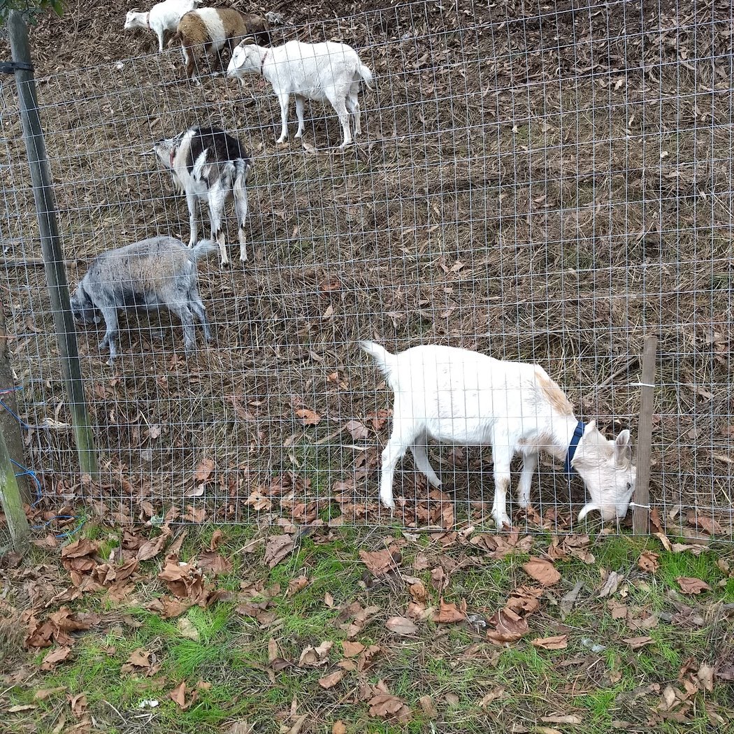 City Grazing's Goat Swag Virtual Store Opening 2