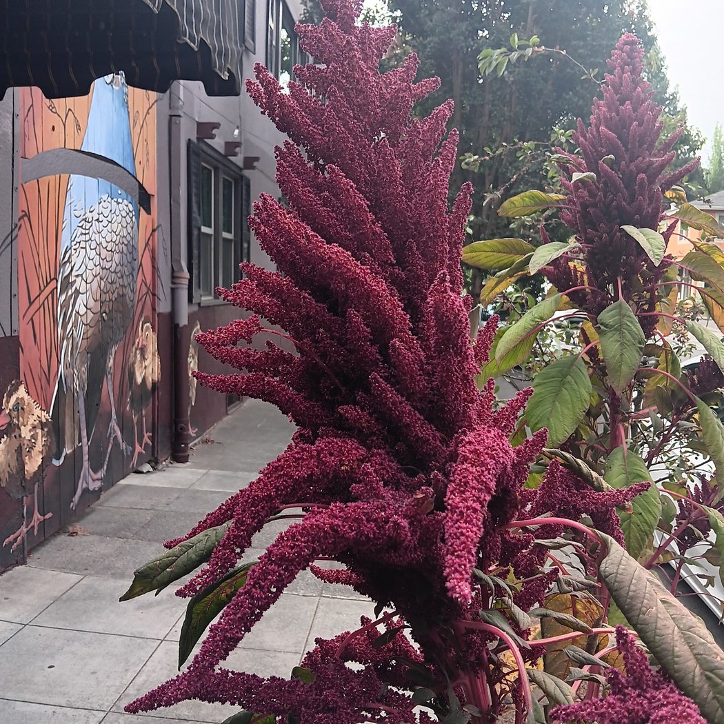 Santa Rosa Arts Center 5