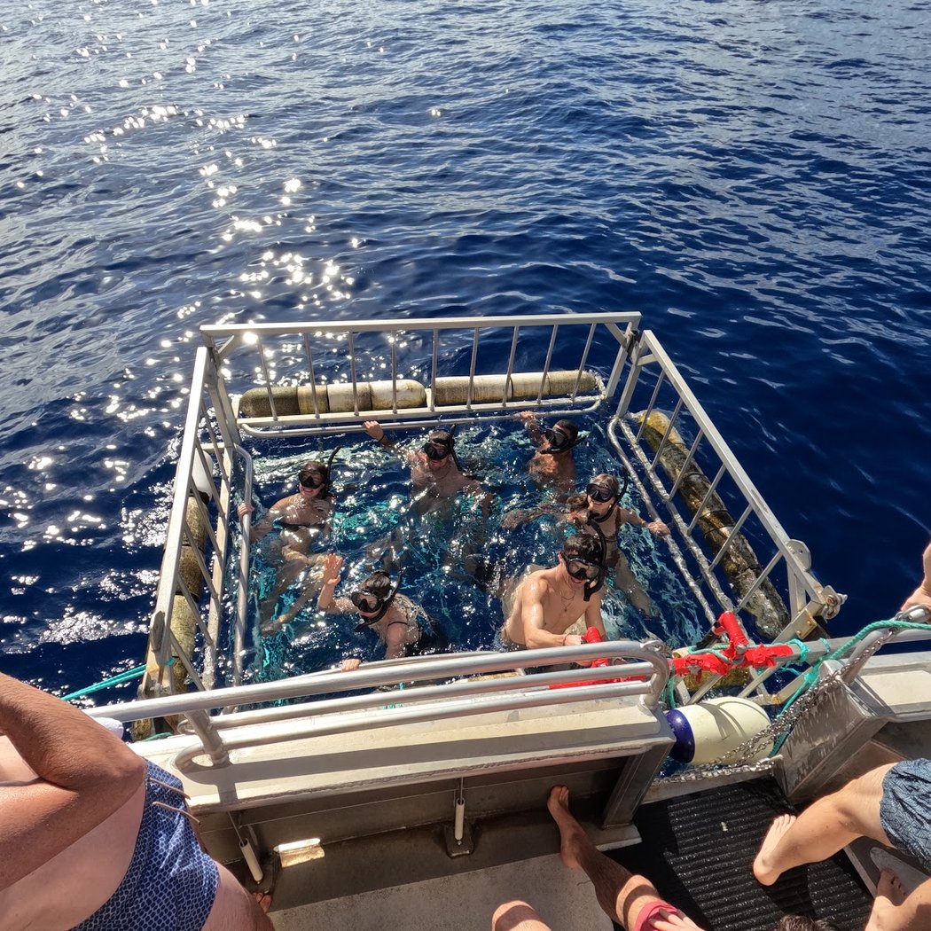North Shore Shark Adventures 3