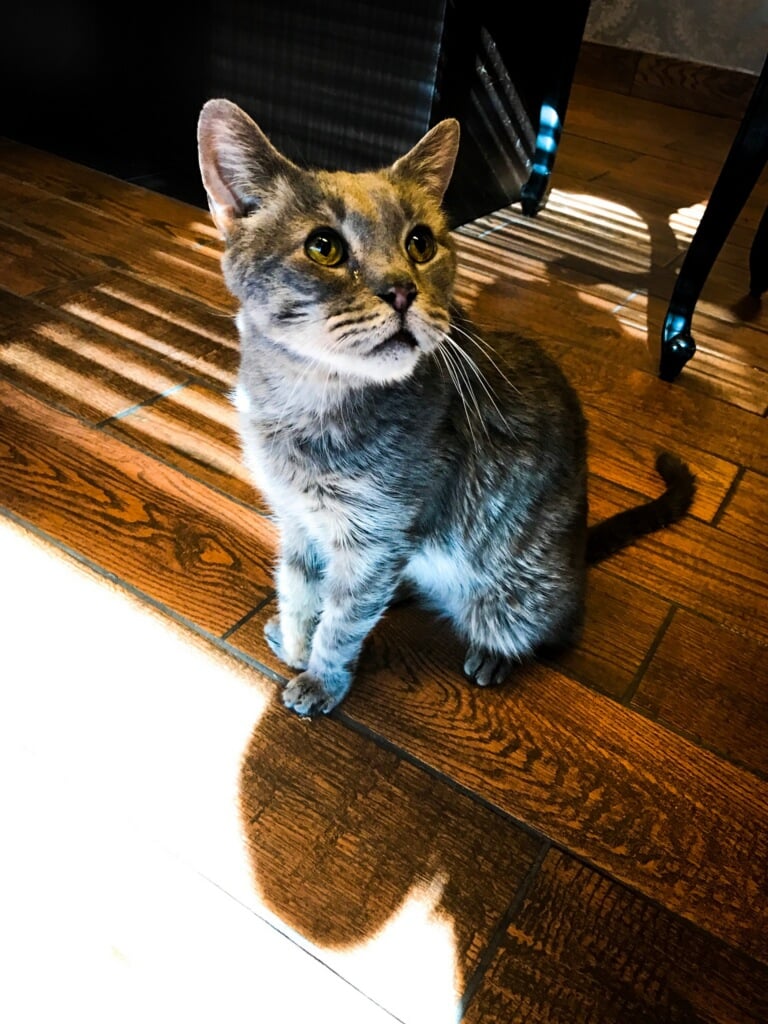 The Cat Practice 2