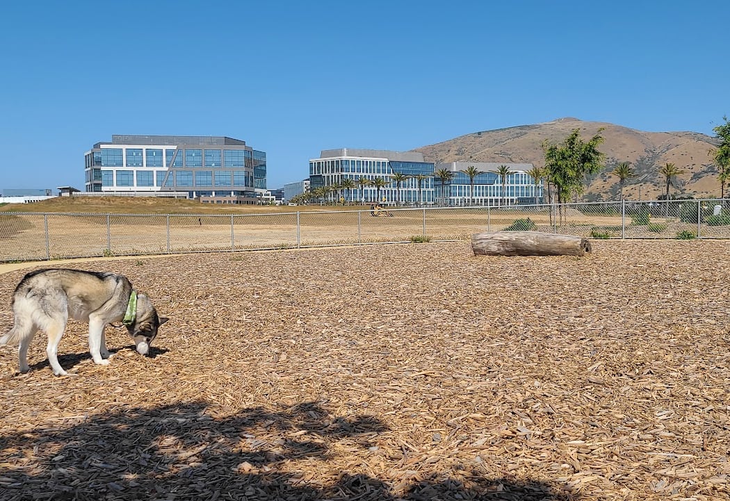 Oyster Point Dog Park 3