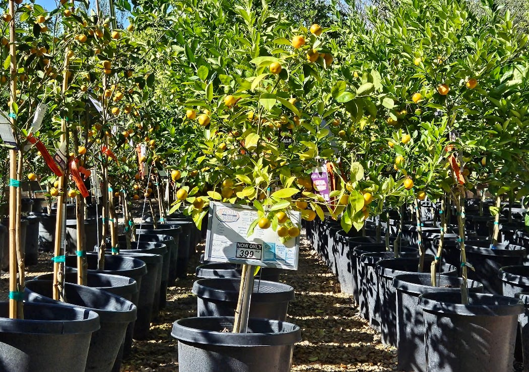 Moon Valley Nurseries 1