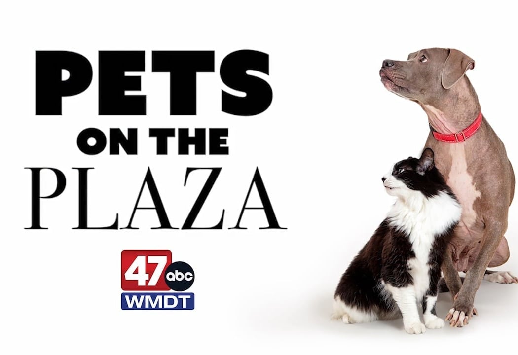 Pets on the Plaza
