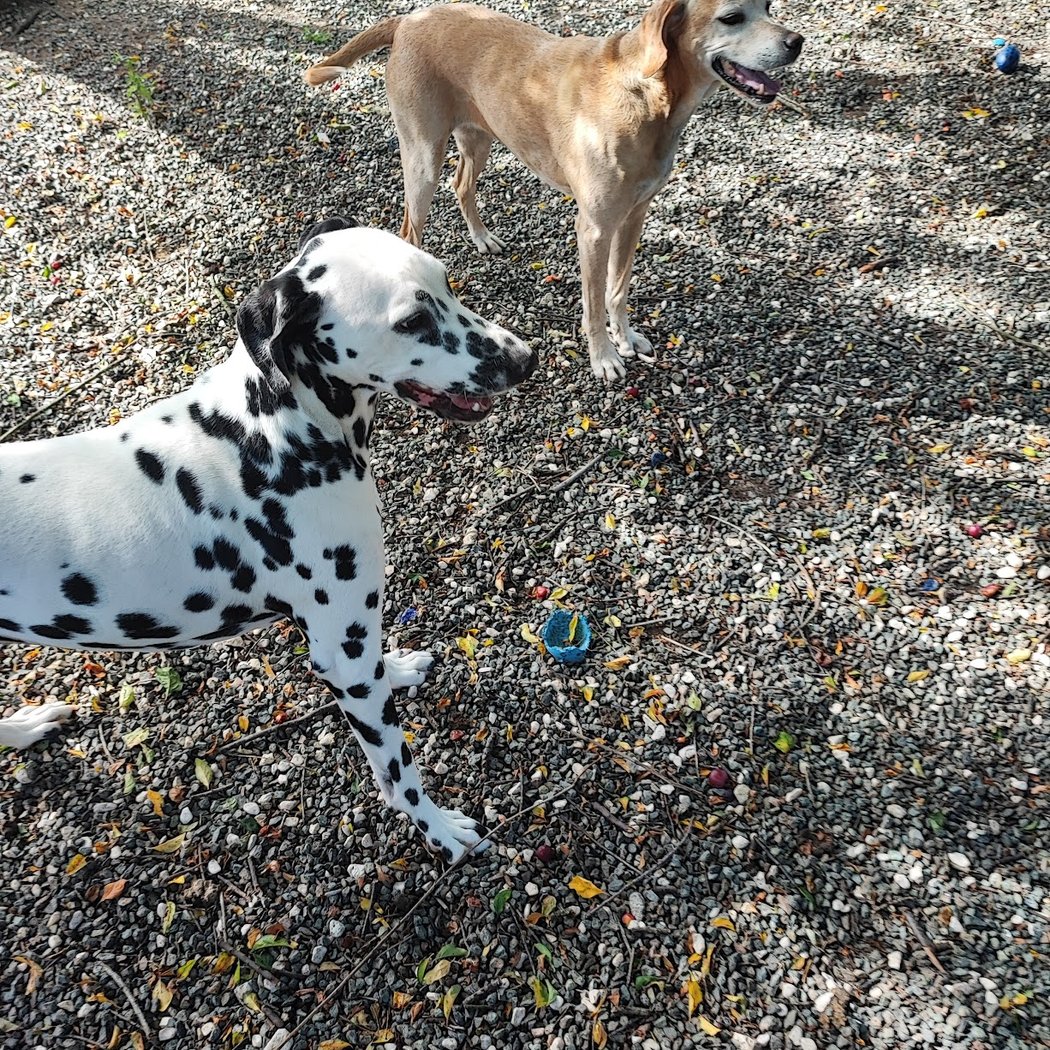 Elevage - Pension Canine et Féline : Les Perles Divines 2