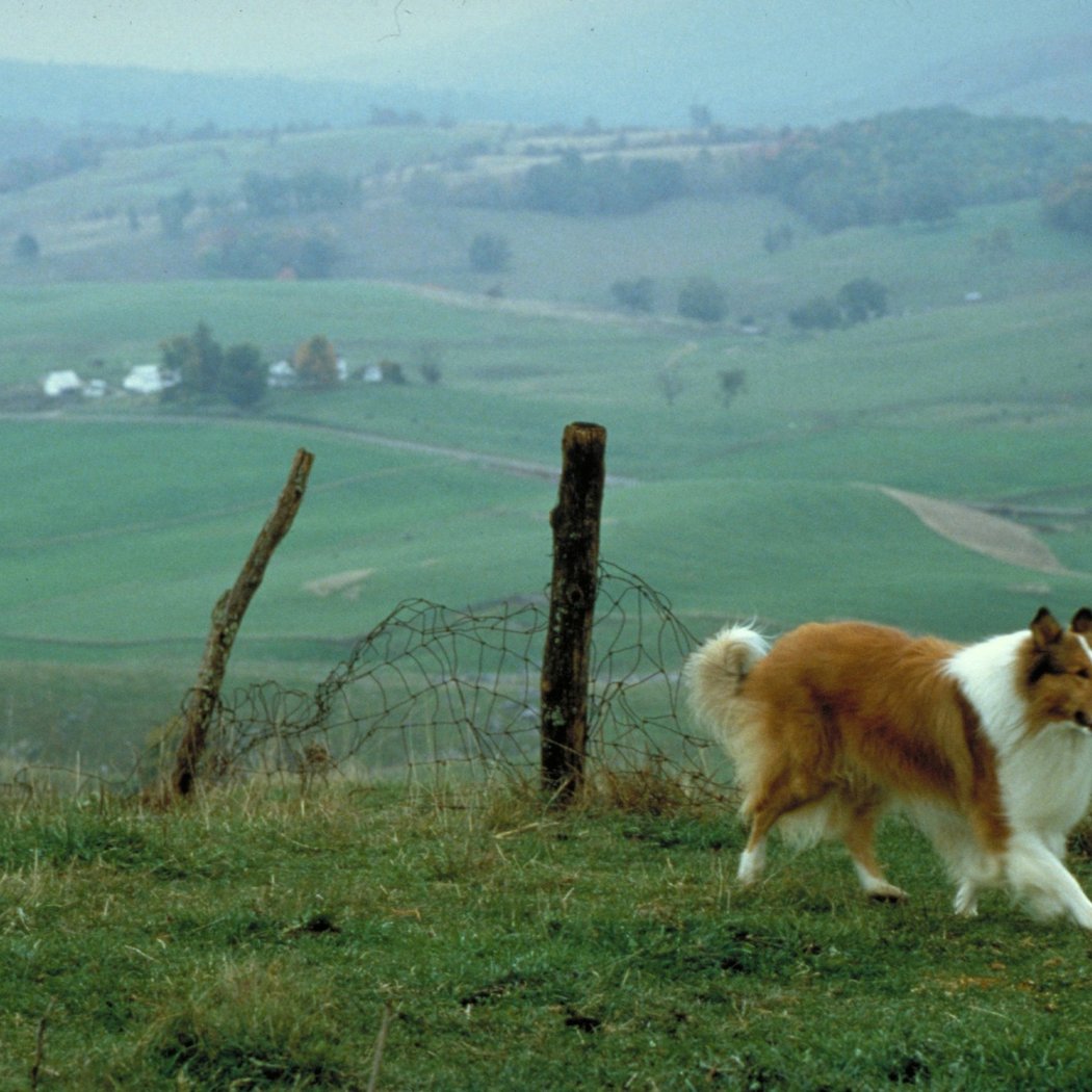 Lassie + Jean Rescues