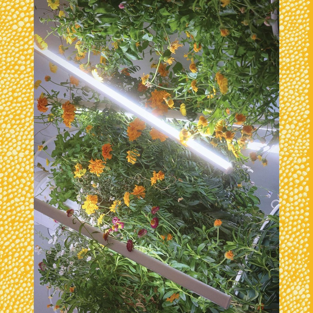 Hydroponic Cyanotypes 2