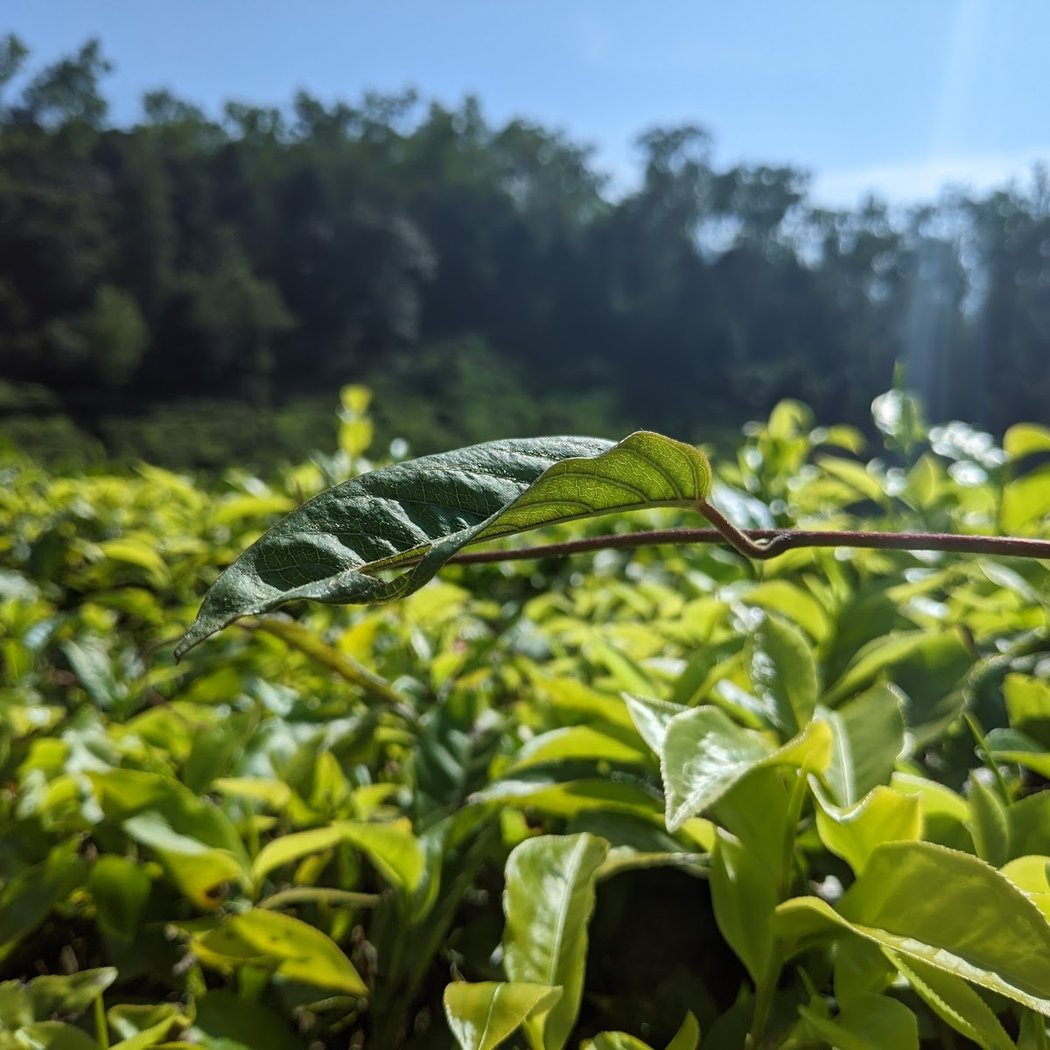 Tea Estate, Samse 2