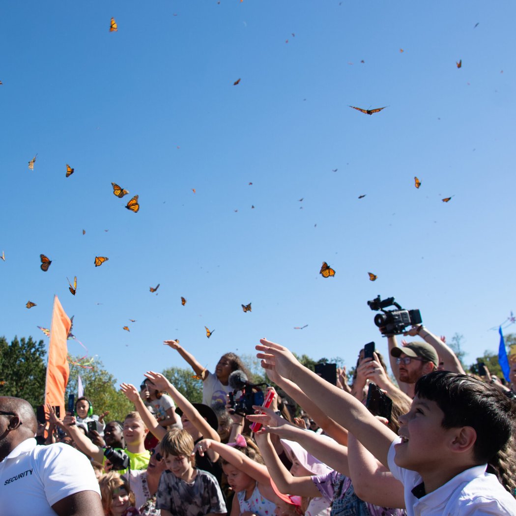 Butterfly Festival 1