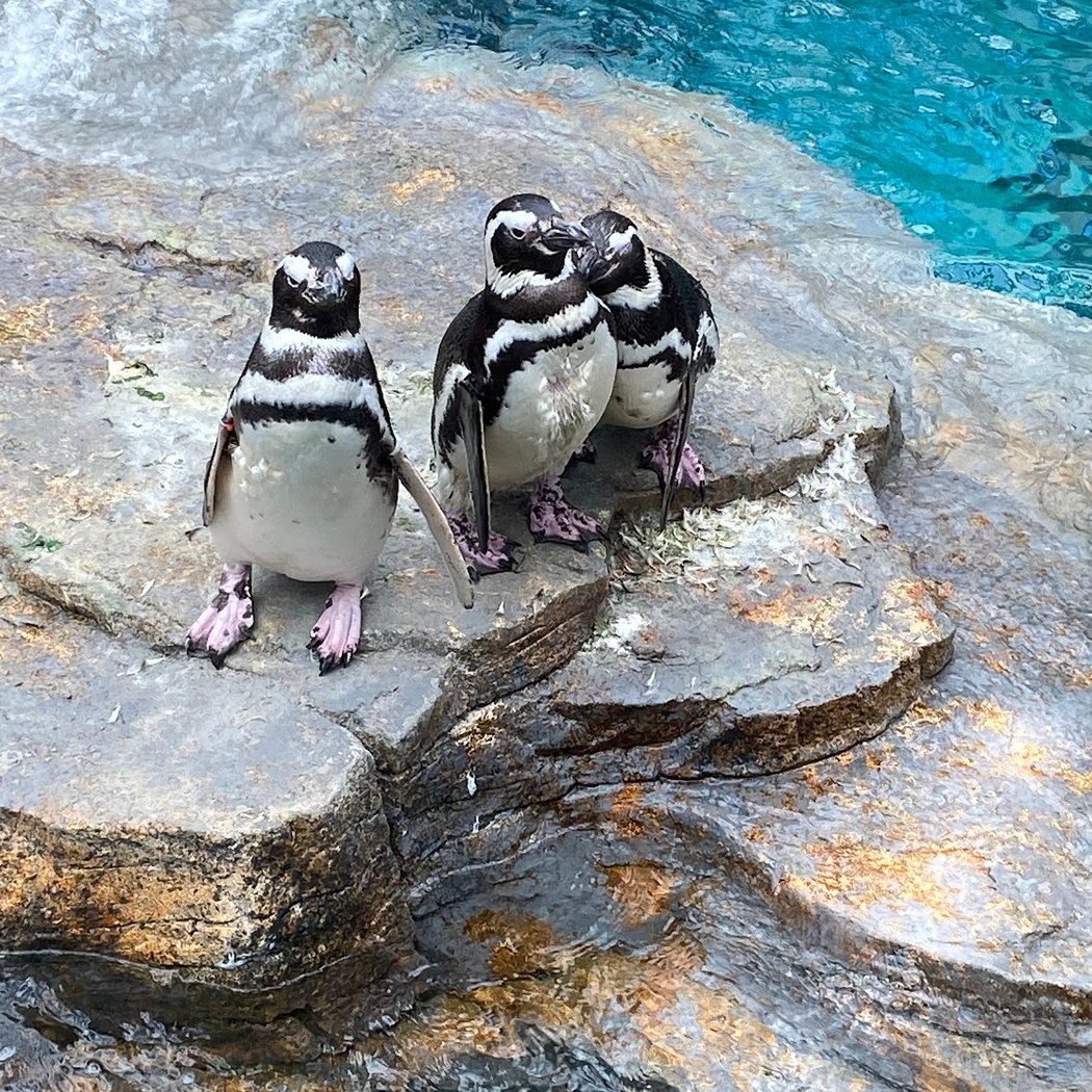 Oceanário de Lisboa 3