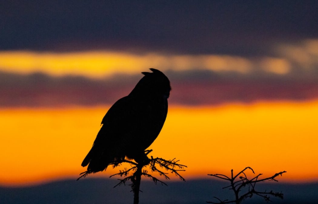 Birding After Hours 1