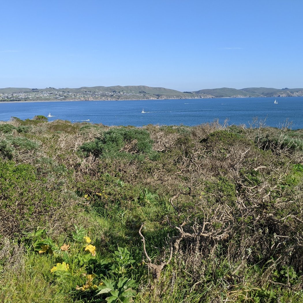 Bodega Head Trail 2