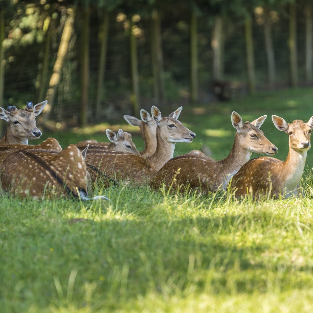 Natural'Parc Zoo-Attractions 2