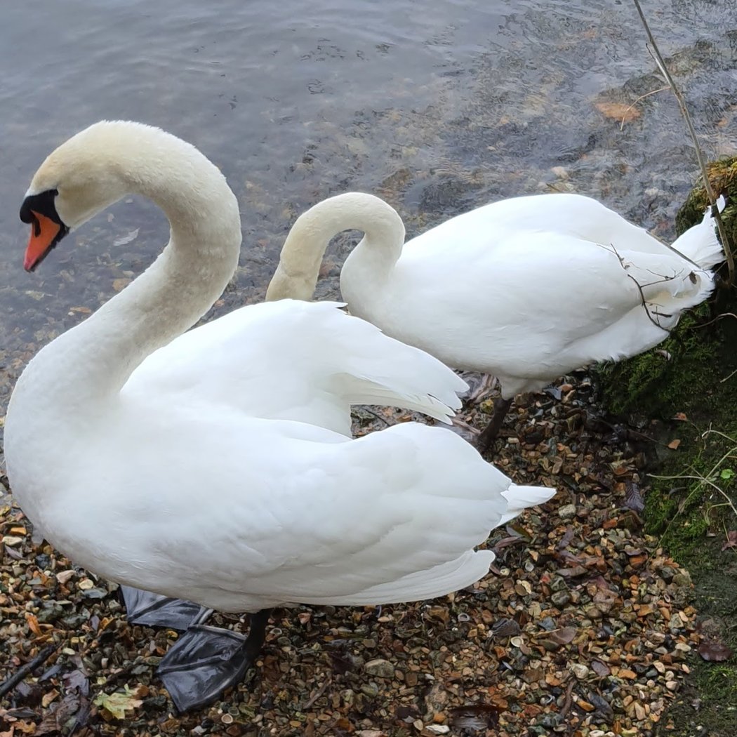 Bords de Seine de Ris Orangis 2