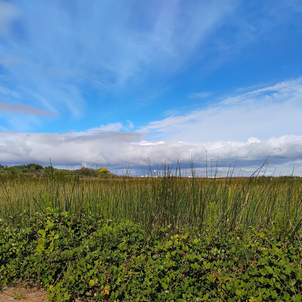 Corteva Wetlands Preserve 3