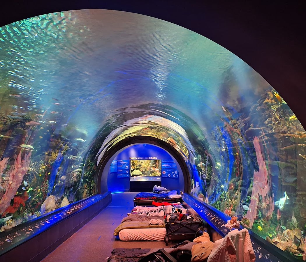 Ocean Wonders: Sharks! 3