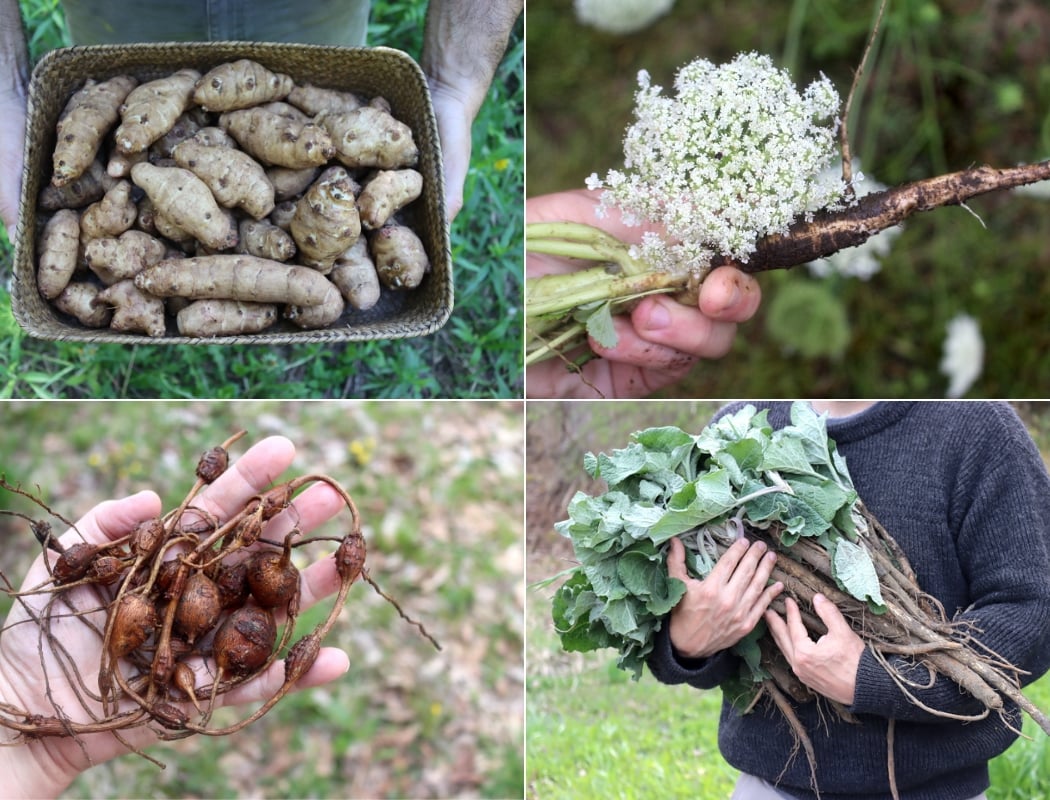 Foraging in the Fall 3
