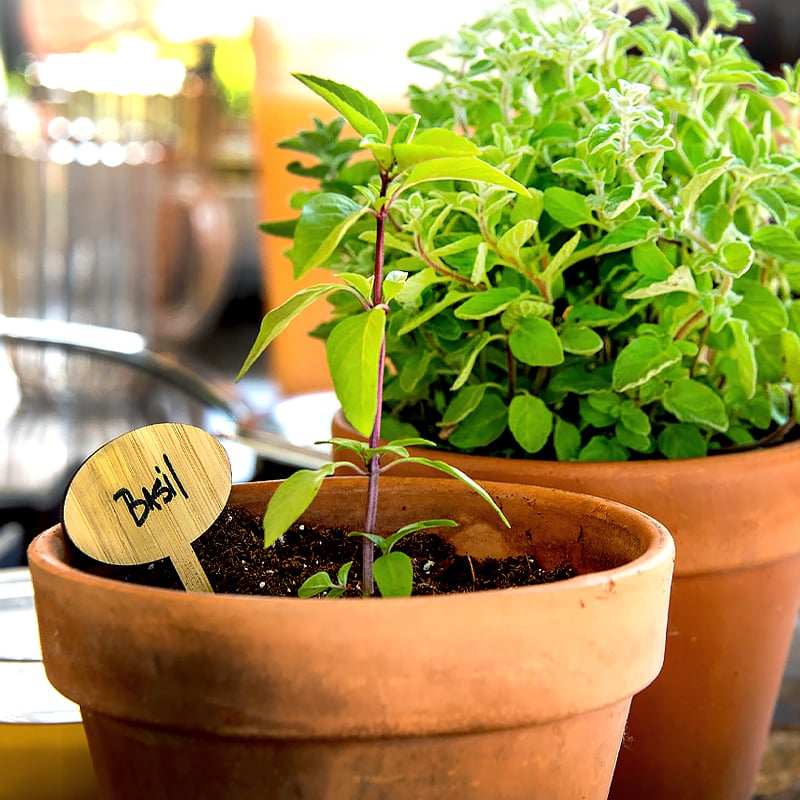 Herb Garden Weekend 1