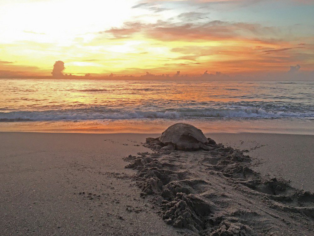 Guided Turtle Walks 3