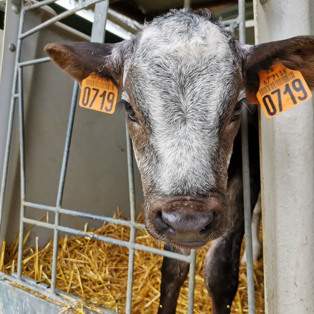 Ferme Goetz 2