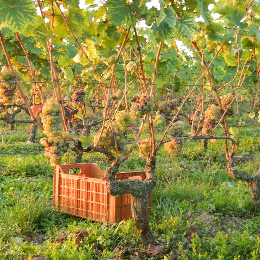 Domaine Bonnigal-Bodet 3