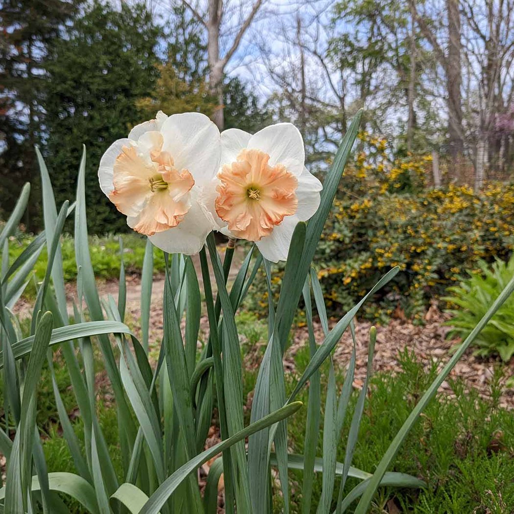 Cylburn Arboretum 5