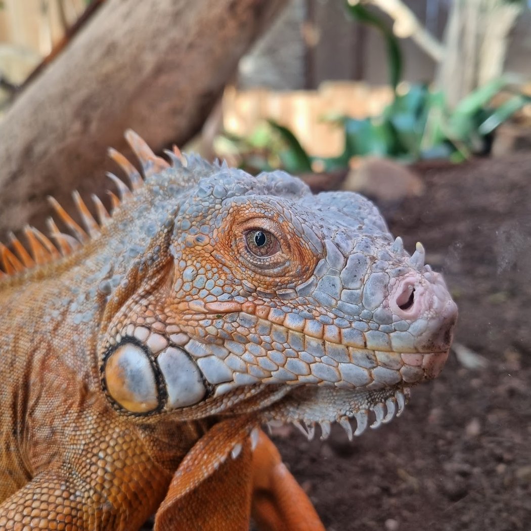 La Planète des Crocodiles 1