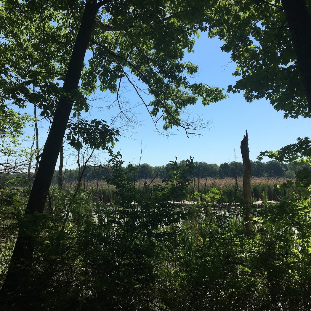 Vlei Marsh Trail 3