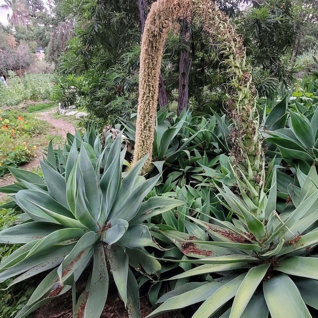 Arlington Garden in Pasadena 3