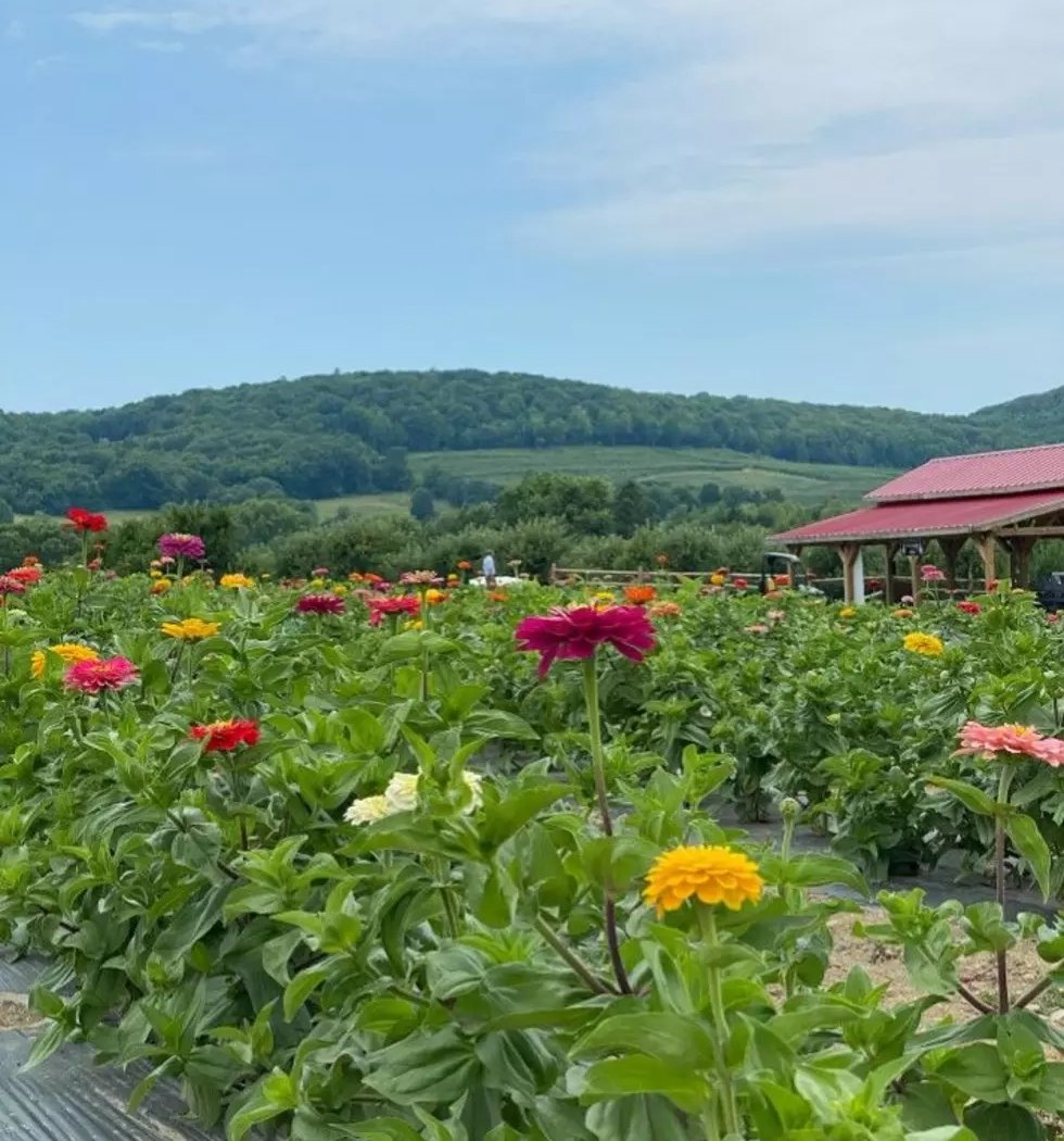 Weed Orchards & Winery 2