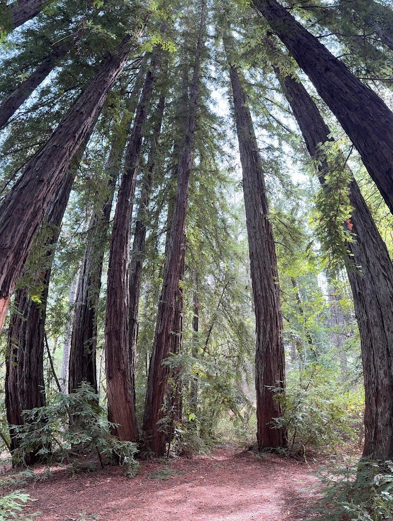 Trailhead for Redwood Trail in Bothe-Napa Valley State Park 1