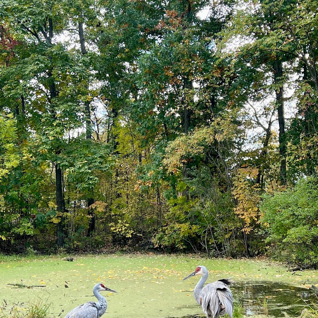 Kensington Nature Center 2