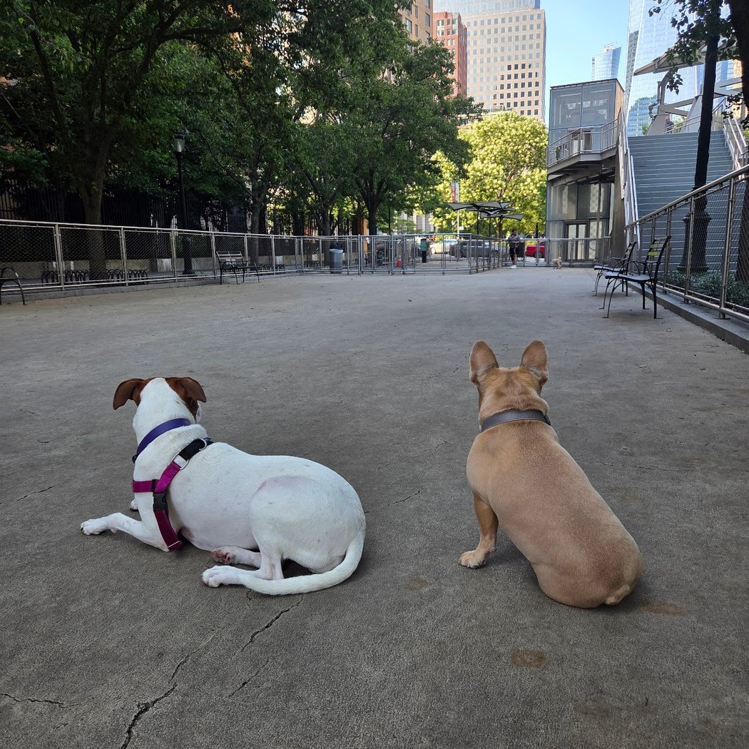 West Thames Dog Run 2