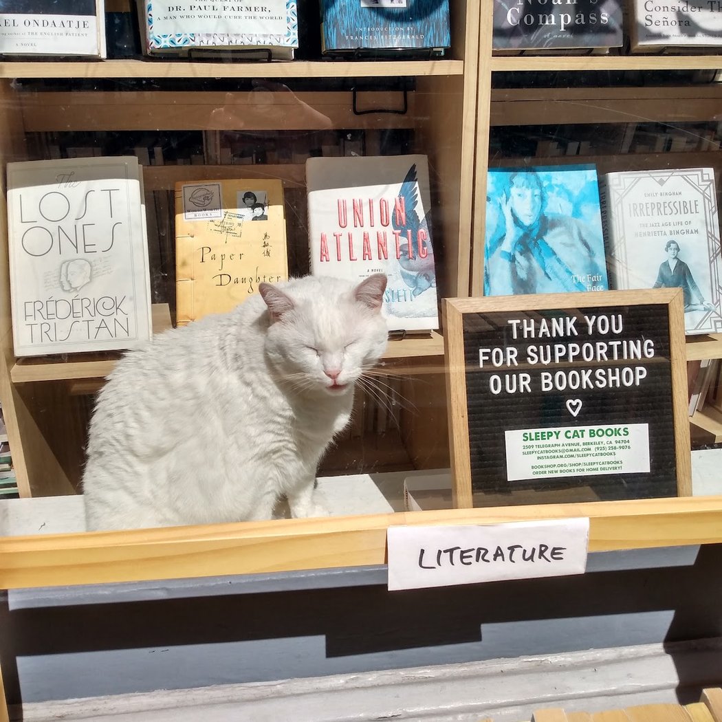 Sleepy Cat Books 1