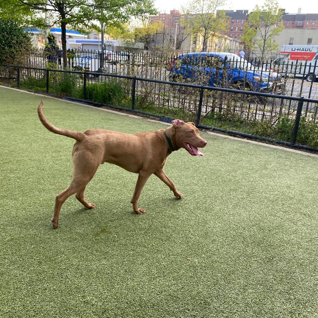 Kensington Dog Run 3