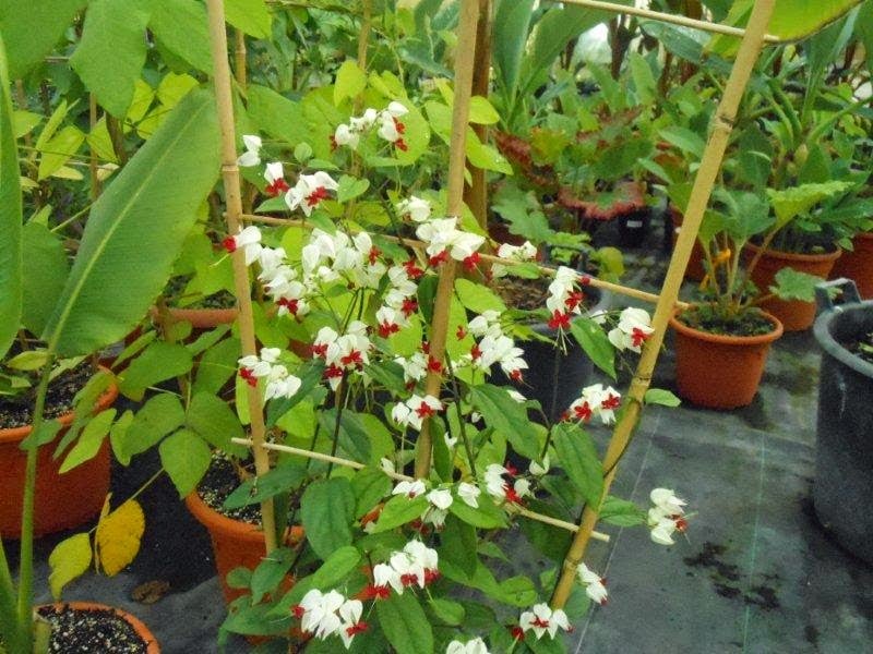 TROPICAFLORE SARL 2