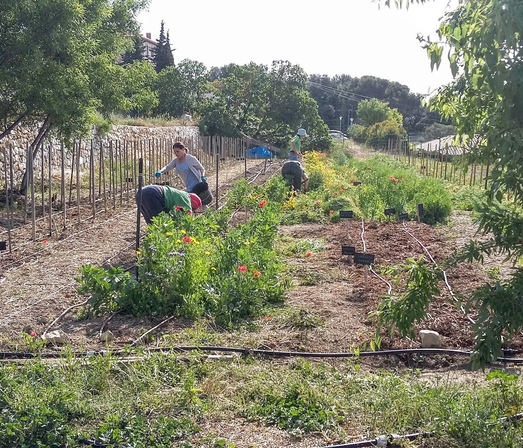 COLINEO - Conservatoire des Restanques Verger et Jardin Méditerranéen 3