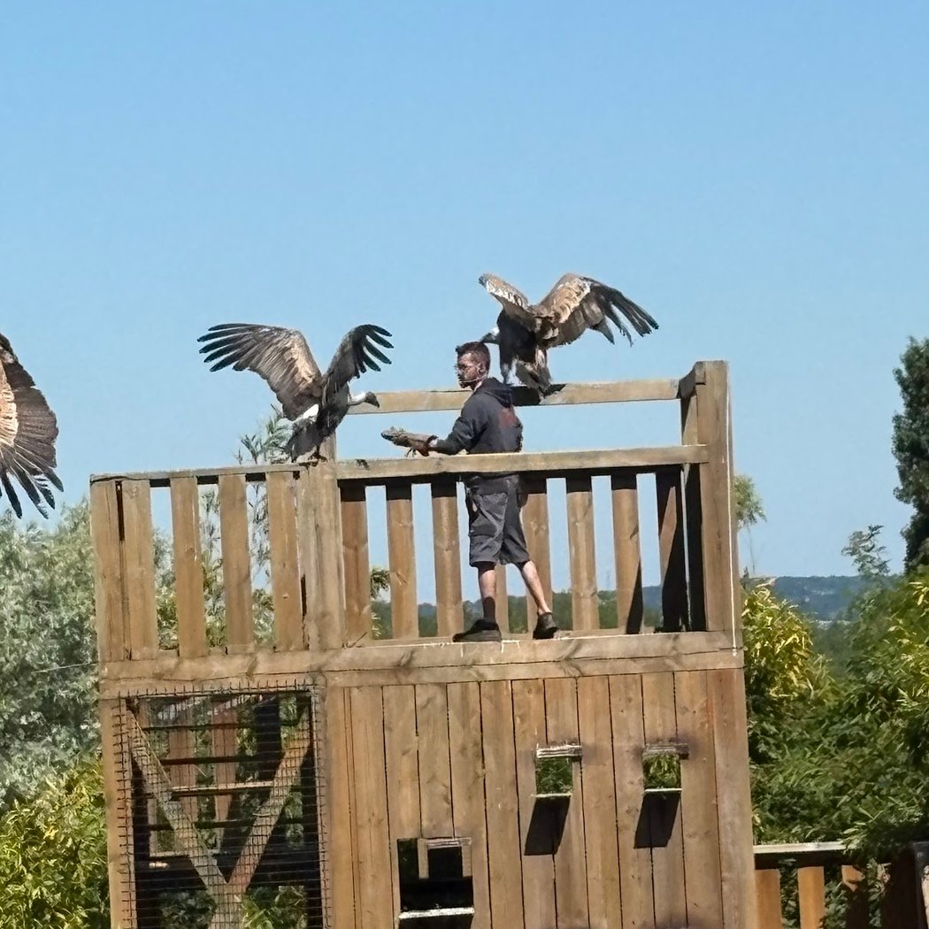 Spectacle des Oiseaux en Vol Libre 2