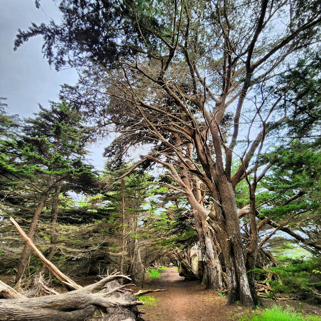 Wavecrest Raptor Walk-with San Mateo County Bird Alliance 3