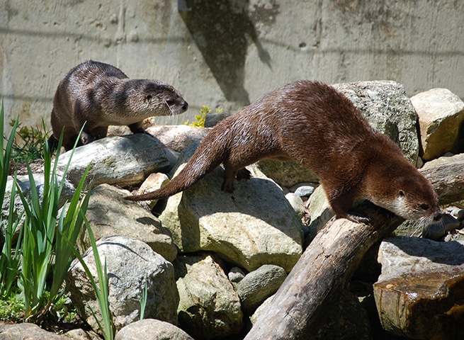 Heckscher Farm & Nature's Playground Toddler Outing 2