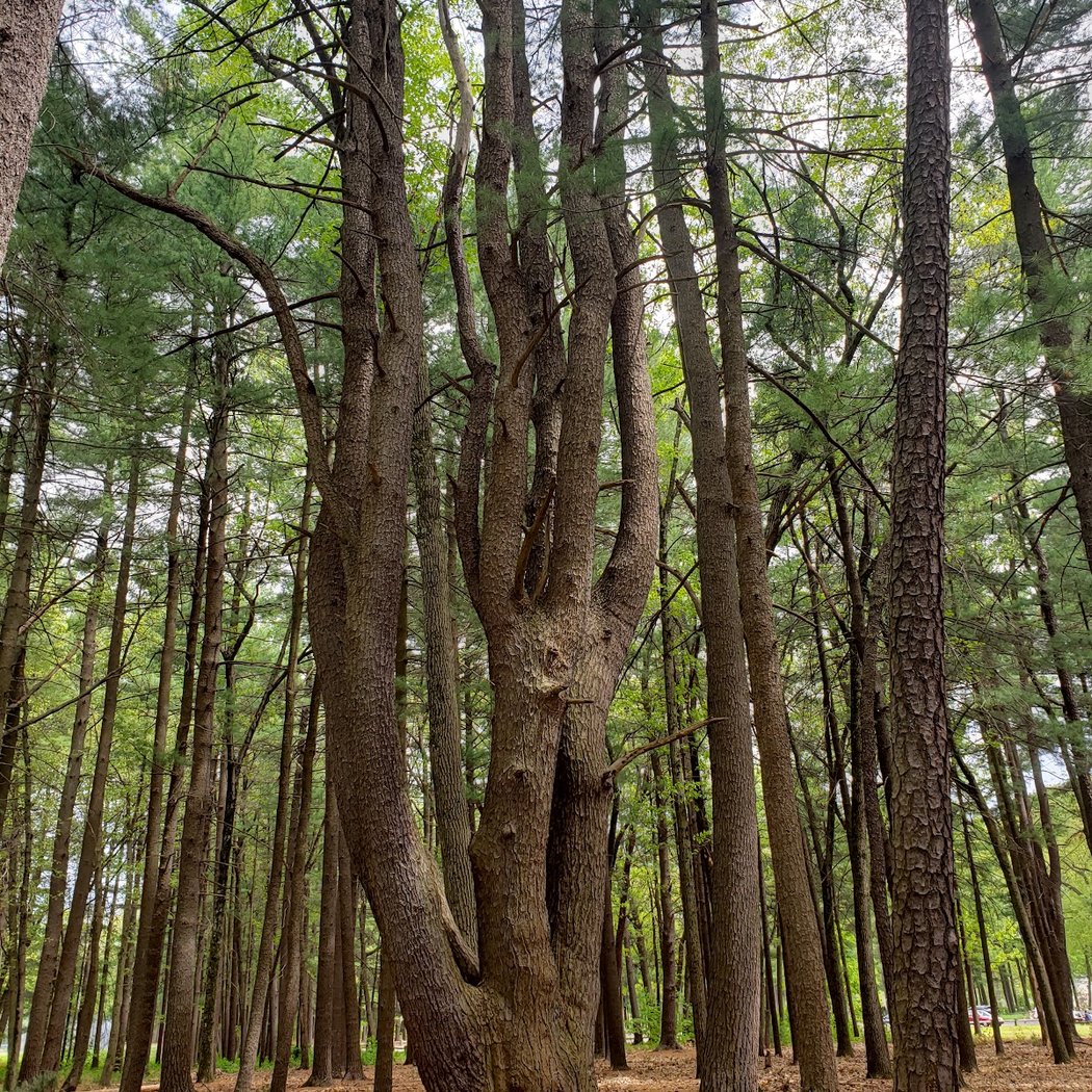 Brainerd Park 2
