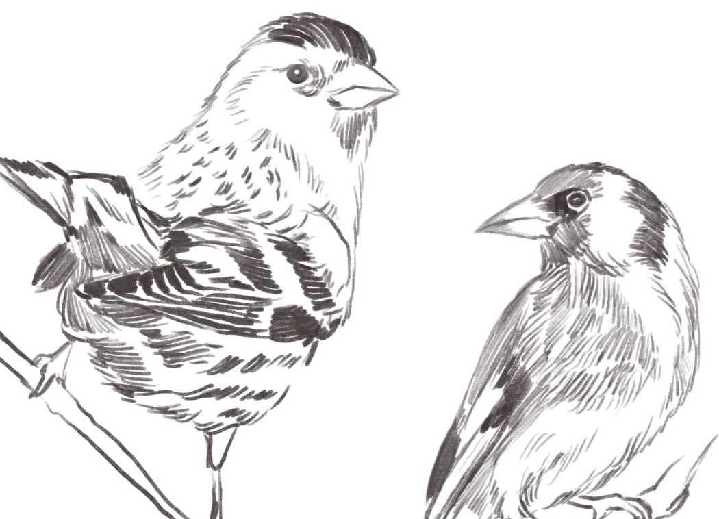 Feathered Field Sketch 1